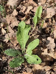 Crepis Praemorsa Sl121