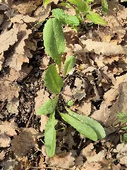 Crepis Praemorsa Sl124
