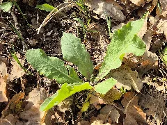 Crepis Praemorsa Sl125