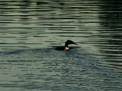 Crested Grebe Panoramio