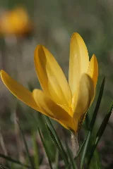 Crocus (33507123271)