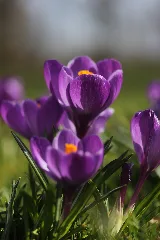 Crocus Vernus Cultivars (33536582791)