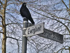 Crow On Street Sign