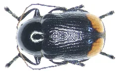 Cryptocephalus Biguttatus (Scopoli, 1763)