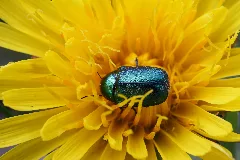 Cryptocephalus Hypochaeridis Schneealpe
