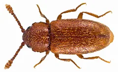 Cryptophagus Dentatus (Herbst, 1793) (12662425374)