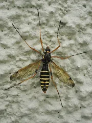 Ctenophora Flaveolata Female