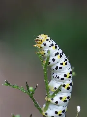 Cucullia (Shargacucullia) Scrophulariae Braunwurz Mönch (14066007589)