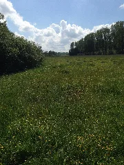 Curauer Moor053