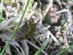 Curculio Nucum ? (Curculionidae) (14018581437)