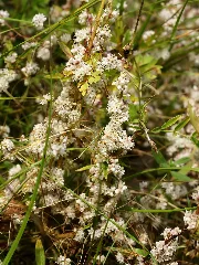 Cuscuta Europaea (Plants)
