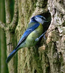 Cyanistes Caeruleus Blue Tit