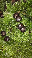 Cyathus Striatus 100527995