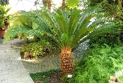Cycas Revoluta.düsseldorf
