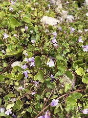 Cymbalaria Muralis 91506747