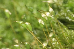 Cynodontium Polycarpon (D, 150136 481744) 3712