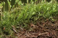 Cynodontium Polycarpon (D, 150136 481744) 3717