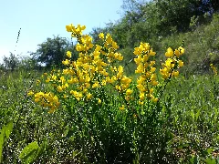 Cytisus Procumbens Sl48