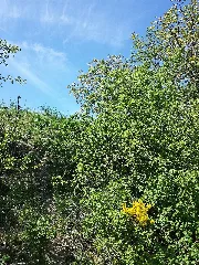 Cytisus Procumbens Sl49
