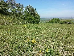 Cytisus Procumbens Sl54
