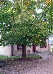 D 6 74 139 29 Pfarrhaus