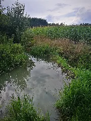 D Bw Kn Mühlingen Gallmannsweil Biberdamm Im Oberlauf Der Krummbach 002