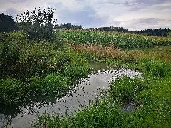 D Bw Kn Mühlingen Gallmannsweil Biberdamm Im Oberlauf Der Krummbach 003