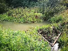 D Bw Kn Mühlingen Gallmannsweil Biberdamm Im Oberlauf Der Krummbach 004