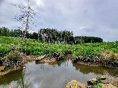 D Bw Kn Tengen Naturschutzgebiet 'Tiefenried' 002