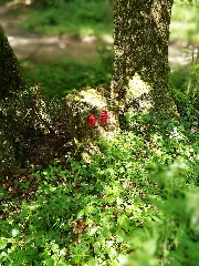 D Bw Tut Neuhausen Ob Eck Grenzstein A001