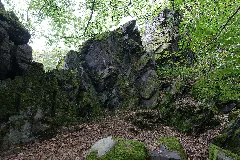 Dachsbau Taunus 2021 08 16 04