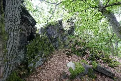 Dachsbau Taunus 2021 08 16 05
