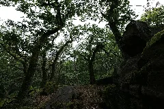 Dachsbau Taunus 2021 08 16 06