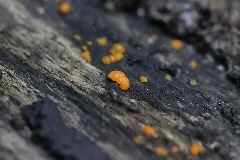 Dacrymyces Sp. (35727168042)