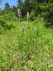 Dactylorhiza Fuchsii 36