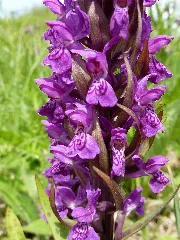 Dactylorhiza Majalis 08