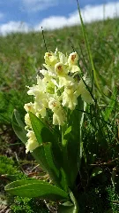 Dactylorhiza Sambucina 58