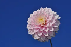 Dahlia Zebrano Qtl1
