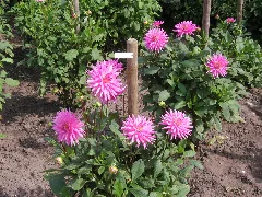 Dahlien Panoramio