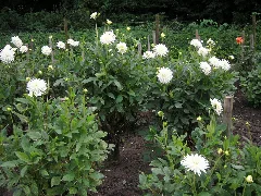 Dahlien Panoramio Arnold Schott