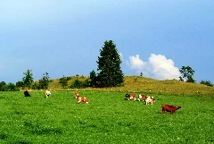 Das Eselsburger Tal Bei Herbrechtingen Im Kreis Heidenheim. 03