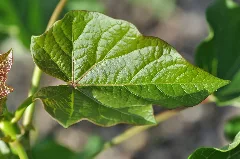 Datura Stramonium 002