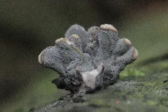 Dead Man's Fingers Xylaria Polymorpha (35087210973)