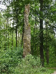Dead Tree Schmücke 2