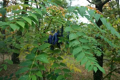 Decaisnea Fargesii, Schlosspark Pottschach Sw Ternitz, Austria 1