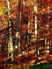 Deep Forest Panoramio (1)