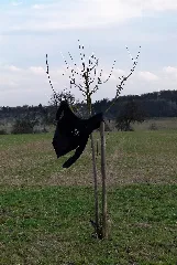 Dementor Panoramio