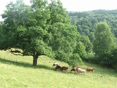 Denklingen Bullenweide Geo.hlipp.de 38925