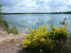 Der Offlumer See Bei Neuenkirchen Geo.hlipp.de 10709