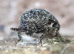 Dermestes Murinus Front